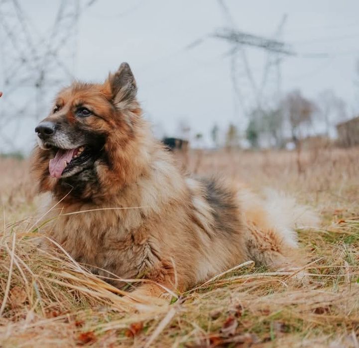 Brutus pies schronisko Rybnik