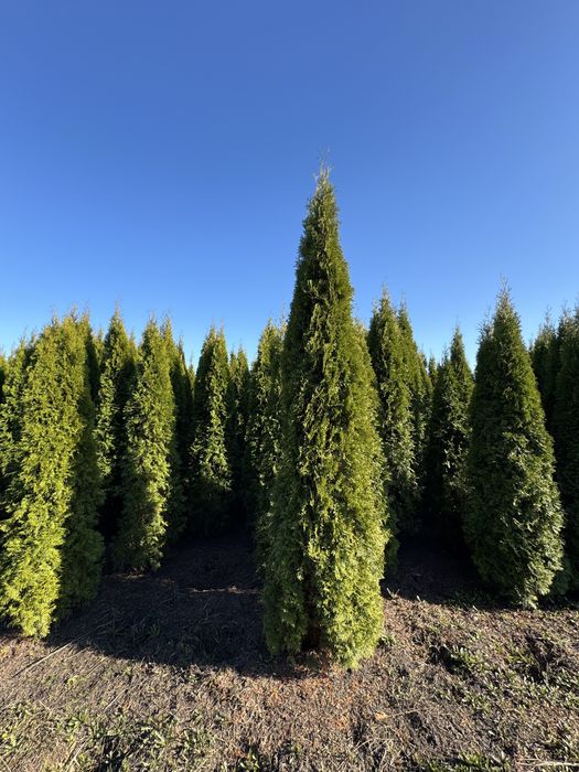 Thuja Smaragd Tuja Szmaragd stożkowa 220-260 cm na żywopłot Tanio