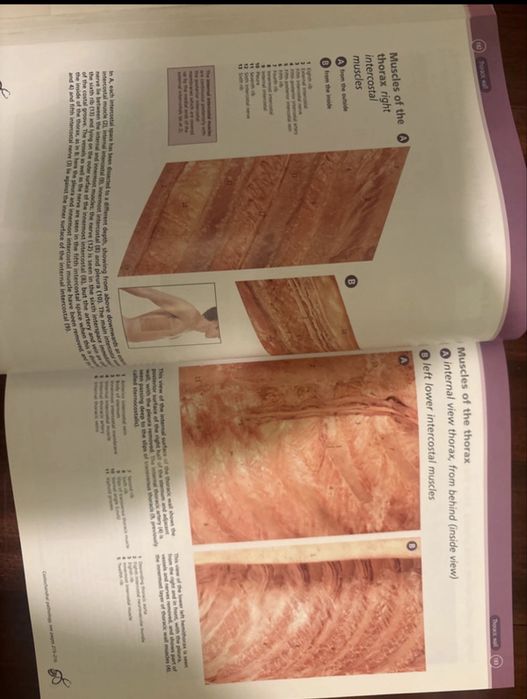 McMinn&Abrams Clinical Atlas of Humam Anatomy