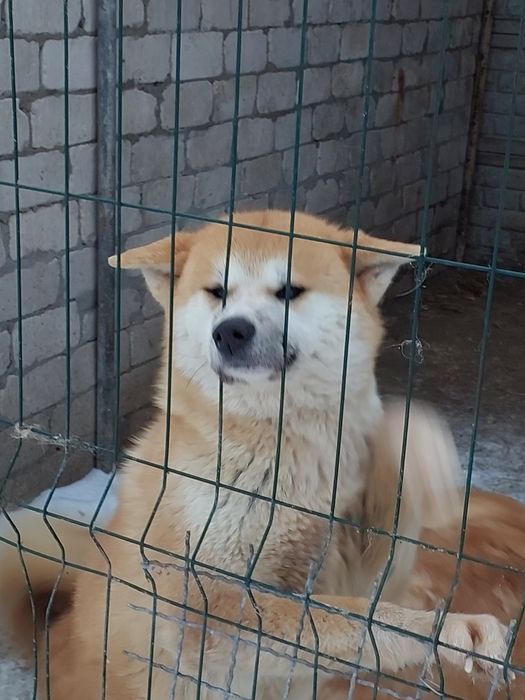 Дівчинка акіта іну в добрі руки