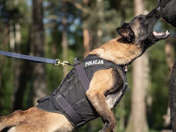 Uprząż / szelki K9 THORN