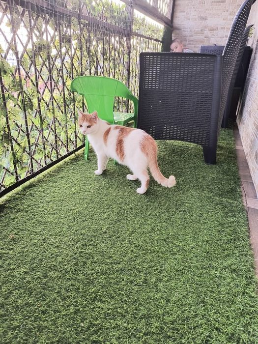 Przecudny Pinokio czeka na adopcje