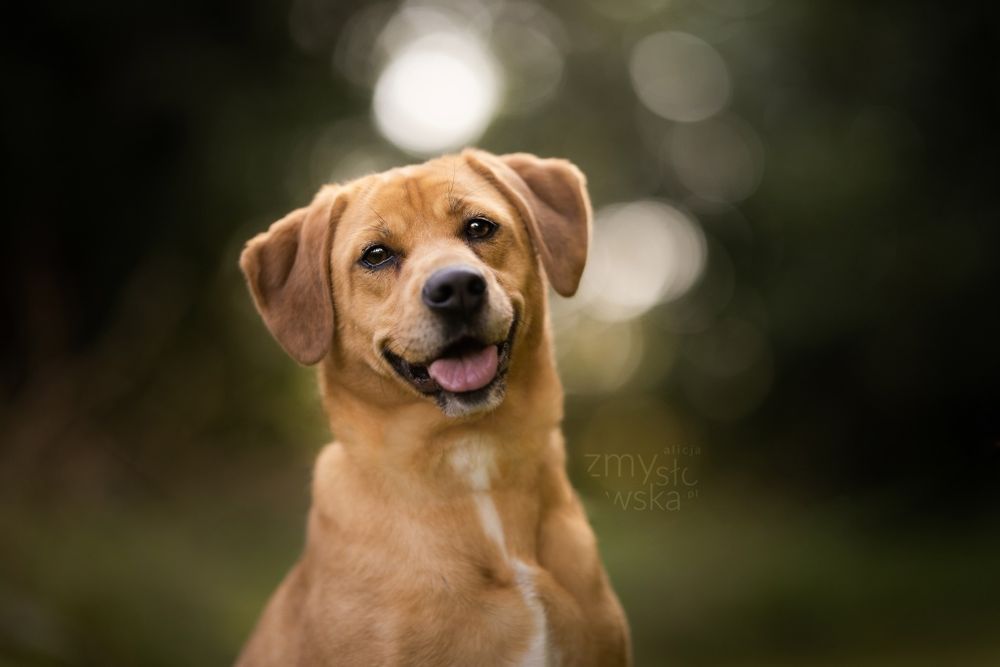 Chelsey-czeka na dom..