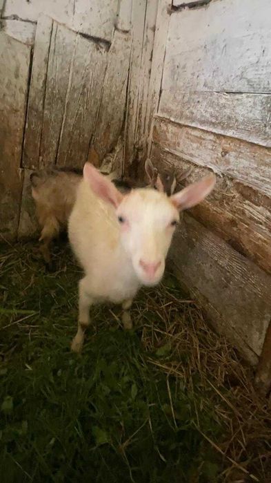Продам козенят кізочки