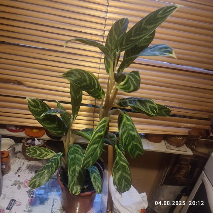 Большая аглаонем ,куст .