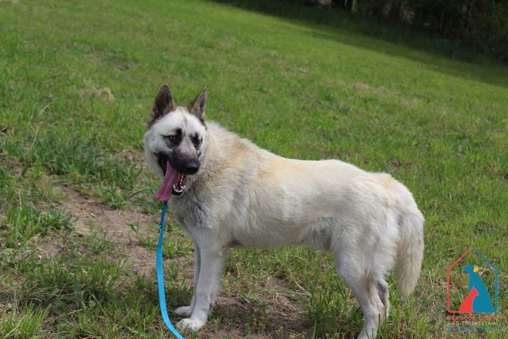 Piękny pies - wierny przyjaciel - do adopcji