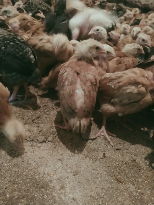 Продам курчата мясо-несушка вага 1 кг