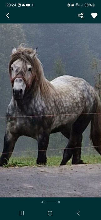 Źrebica 17 miesięcy