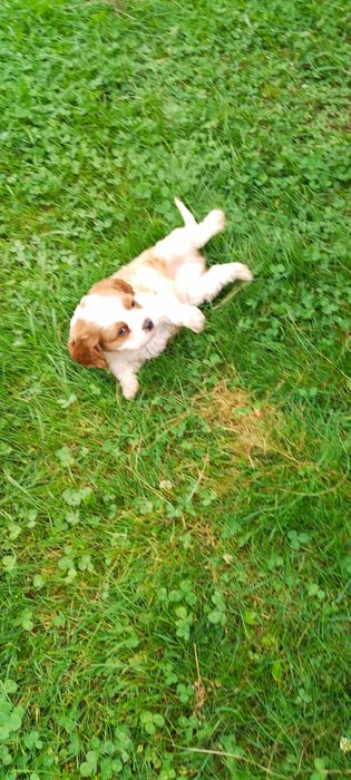 Pies Cavalier King Charles Spaniel pies rasowy szczeniaki