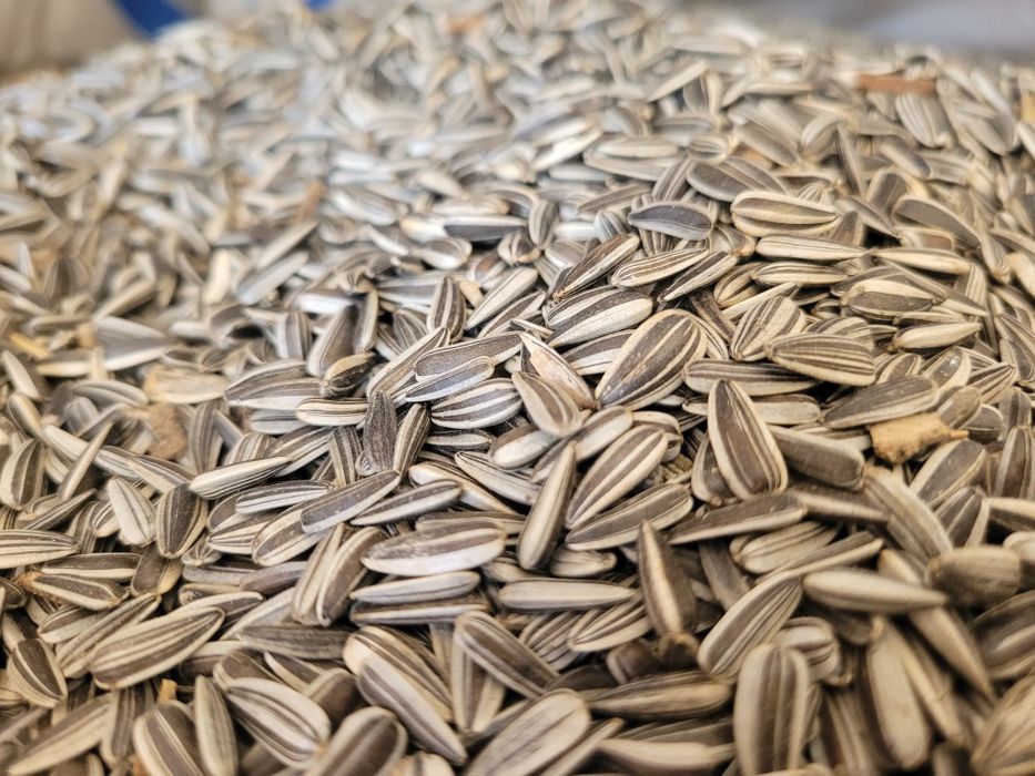 Słonecznik pasiak 20kg zbiór 2025 drobny