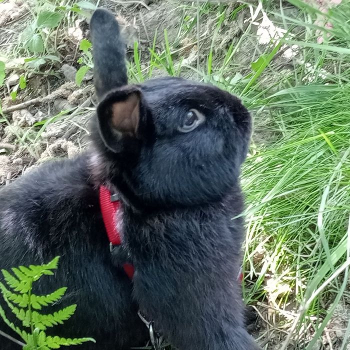 Oddam królika w dobre ręce wraz z klatką