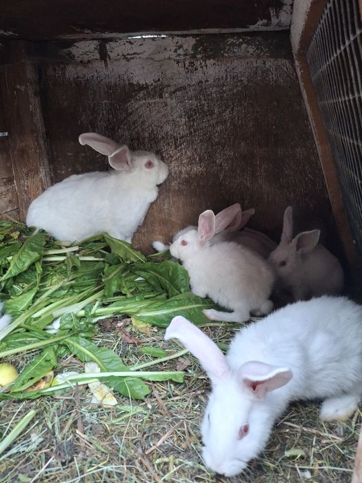 Кролі. Термонська біла. Простяки. Кроленята.