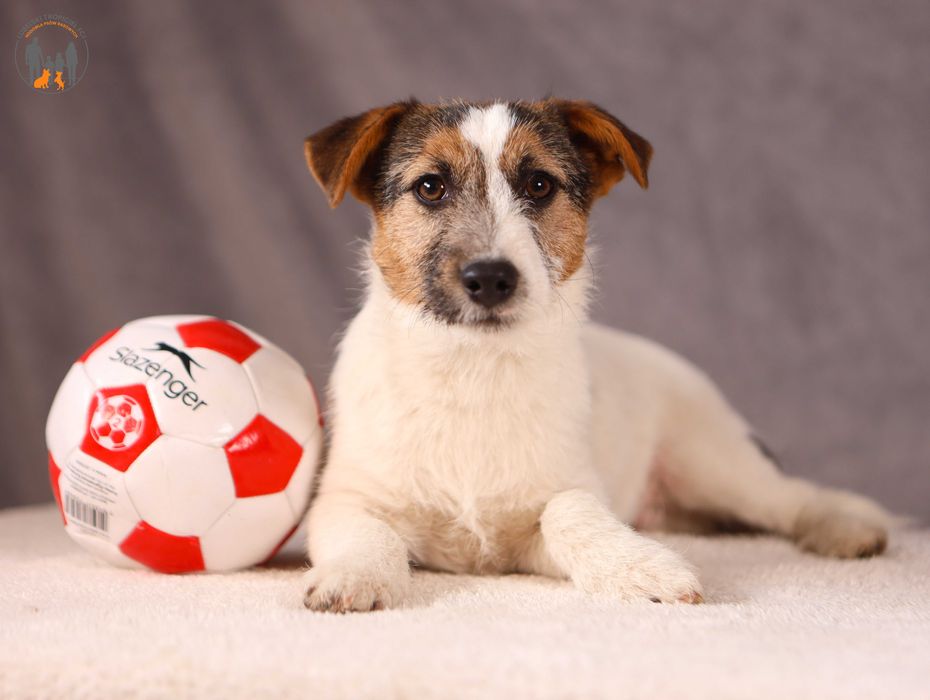 Jack Russell Terrier ZKwP FCI po przebadanych na choroby gen. rodzicach