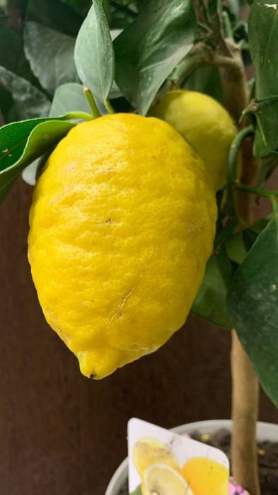 Лимон   Мейєра