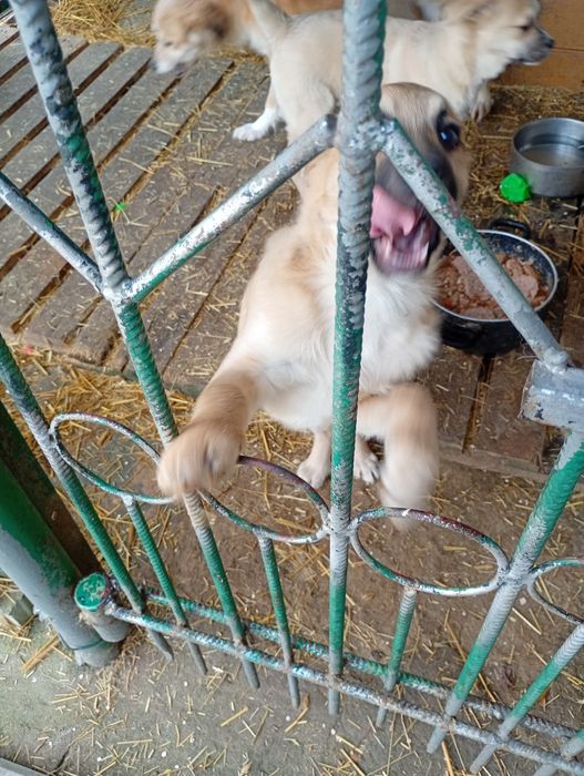 Oddam w dobre ręce dwa pieski 3 miesięczne