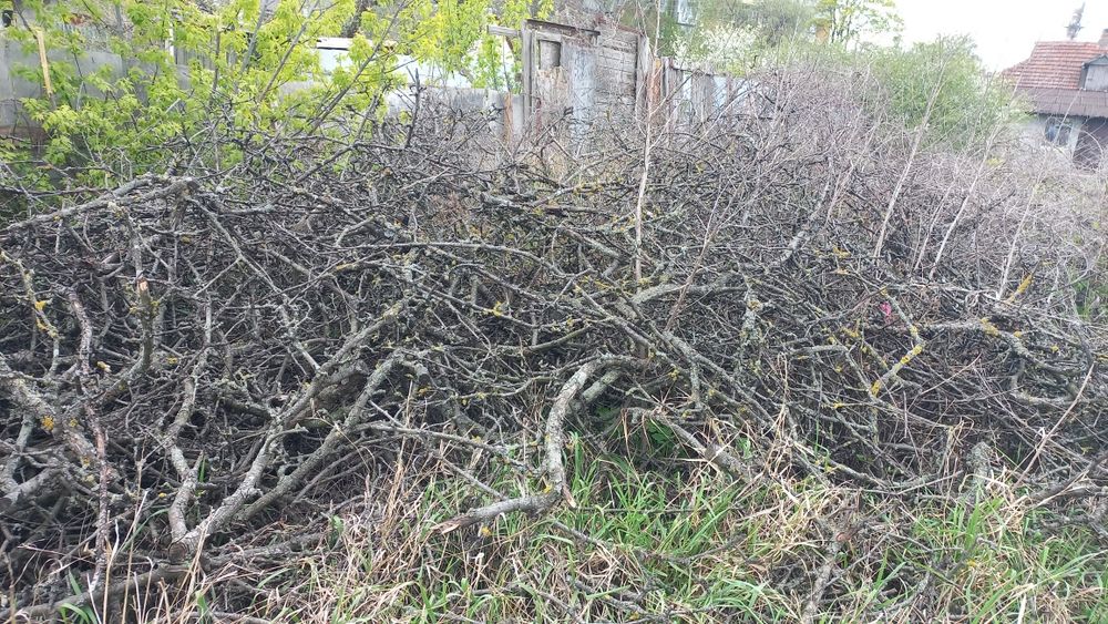 Віддам безкоштовно гілки плодових дерев.