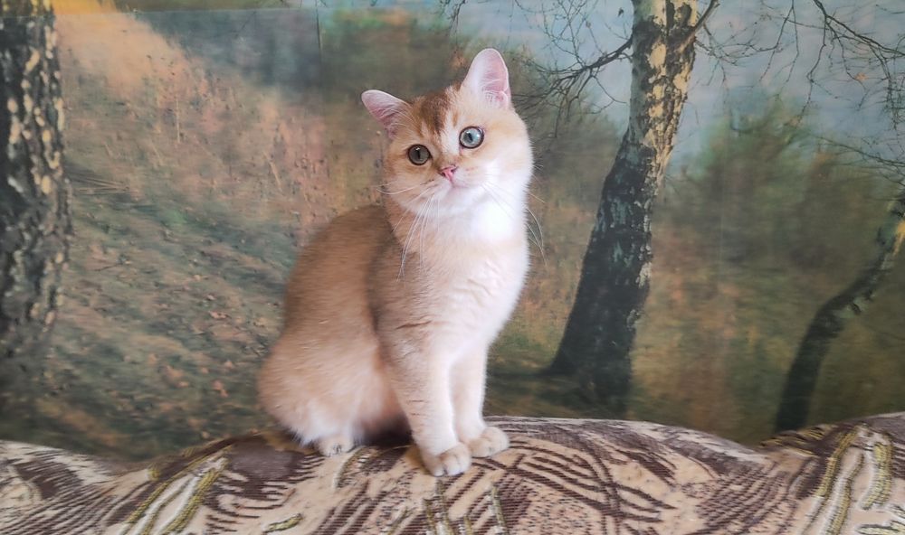 Британський золота шиншилла