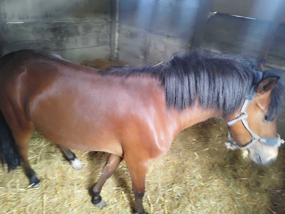 Sprzedam konia ogiera