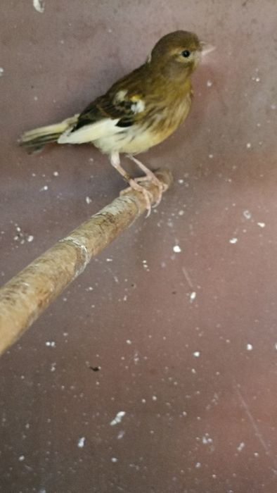 Canários amarelos lote