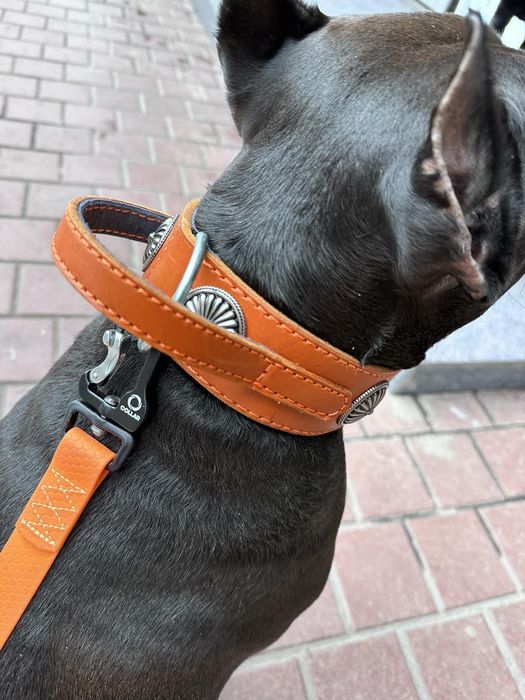 Нашийник на собак