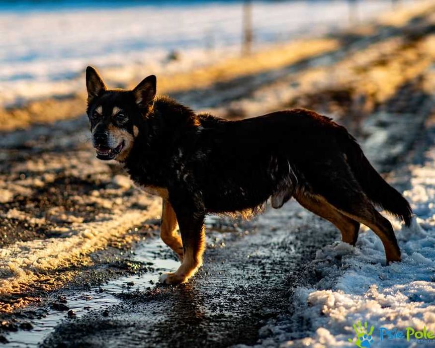 Nieduży, milusi psiak DUNAJ szuka kochanego domku!