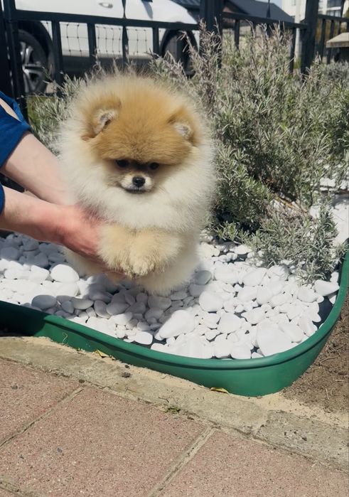 Неймовірна дівчинка