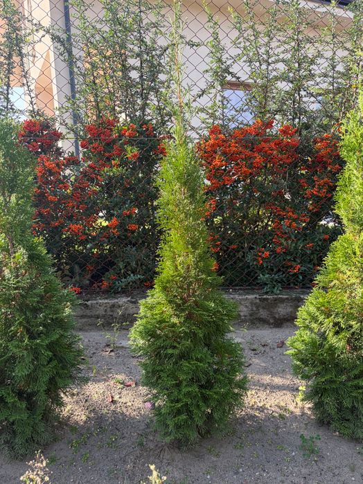 Oddam tuje (48 sztuk)