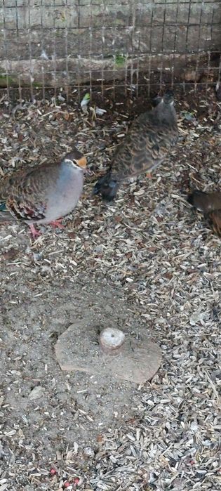 Gołębie miedzianoskrzydłe