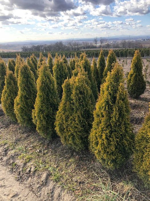 Tuja szmaragd, tuje od 80 do 250 cm! Thuja brabant do 270!
