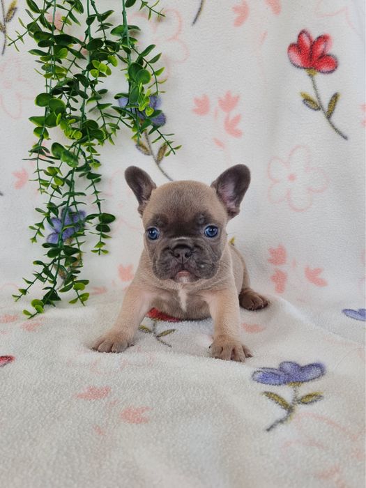 Excelente menina Bulldog Frances de Qualidade