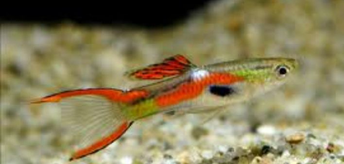 Vendo Guppys Endler
