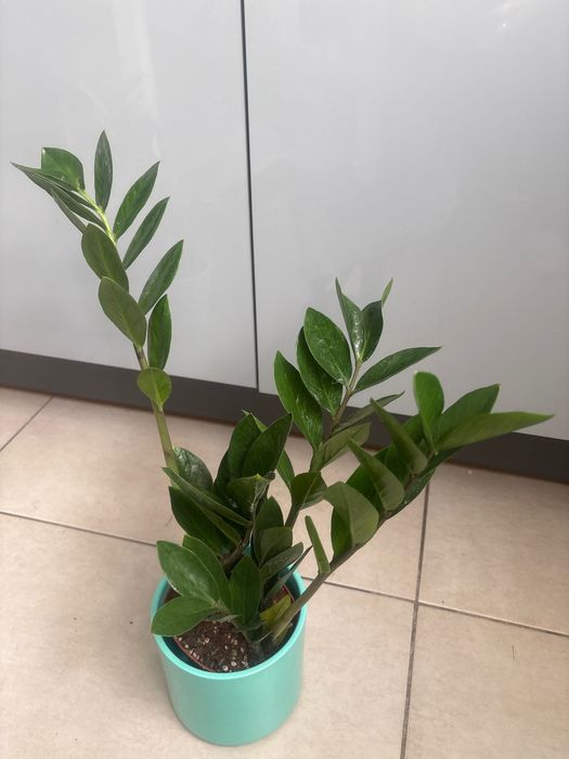 Zamiokulkas kwiat doniczkowy