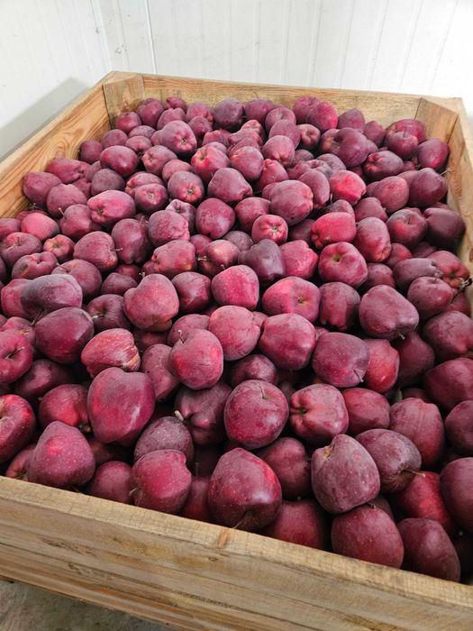 Jabłka Red Delicious