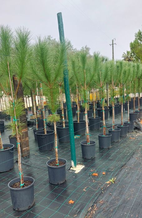 Lote 10 pinheiros mansos 1.60/1.80