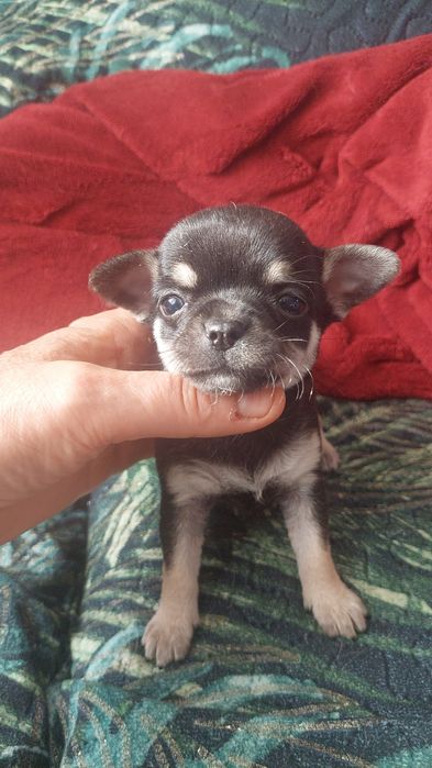 Suczka chihuahua-czarna podpalana laleczka