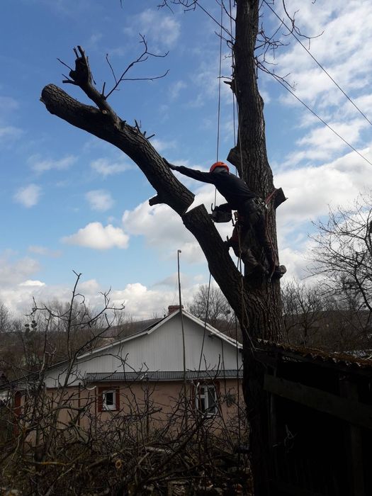 Зрізання зрізка дерев