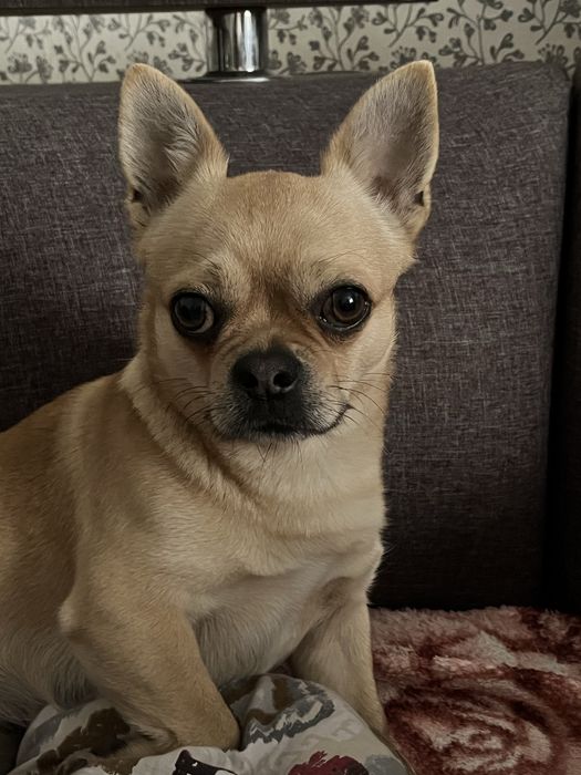 Звязка! Чихуахуа