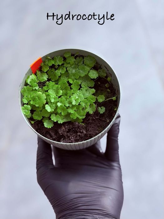 Hydrocotyle do terrarium