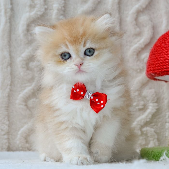 Чудовий малюк золота шиншила