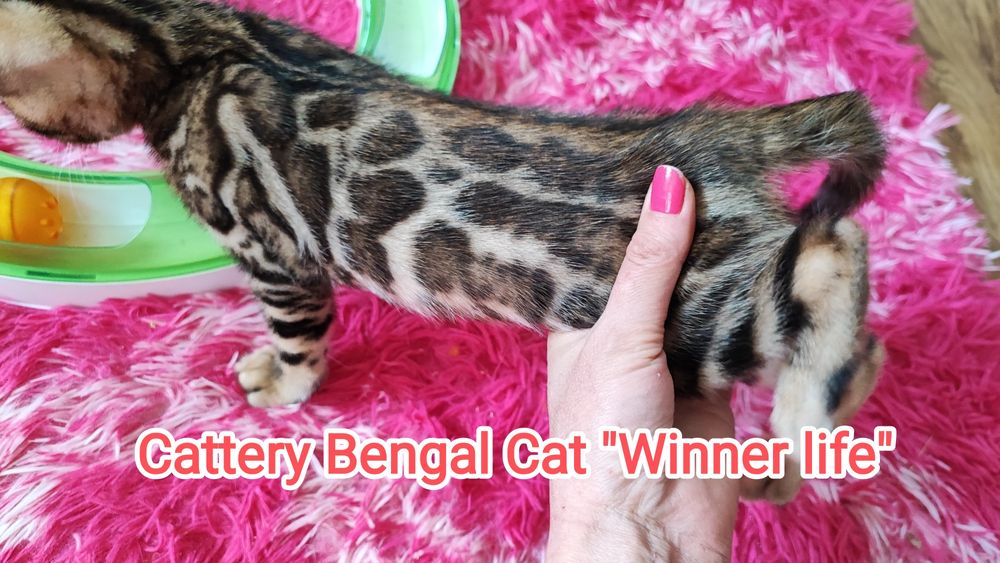 Бенгал шоу класса!