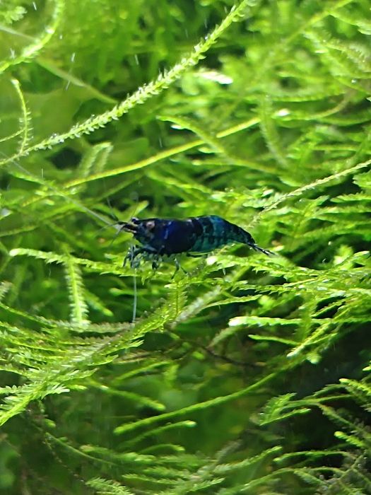 Blue velvet krewetki, roślina gratis