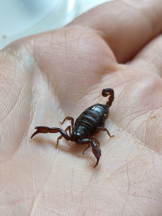 Euscorpius germanicus