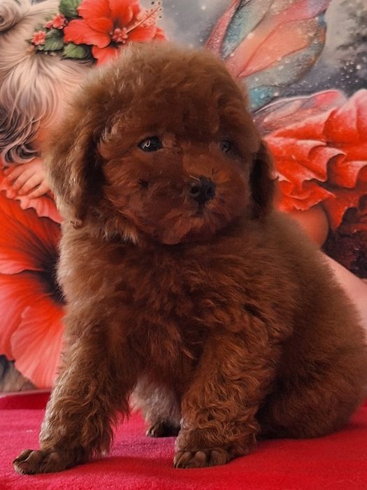 Pudel Red Brown z rodowodem