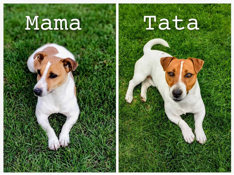 Jack Russell Terrier Suczka