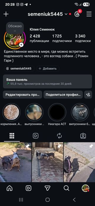 Хлопчик ам.стаффа для вашої родини..