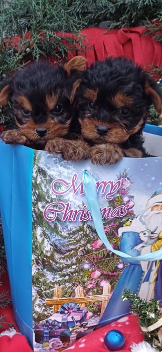 Класнючі дівчатка-йоркширський тер'єр.