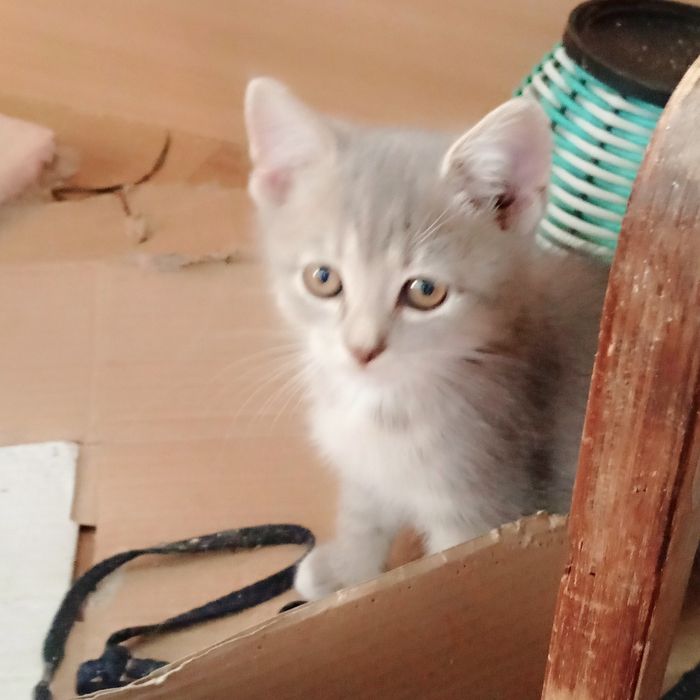кошенятко в відповідальни родини