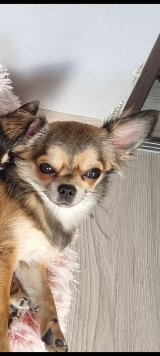 Chihuahua sobolowa suczka