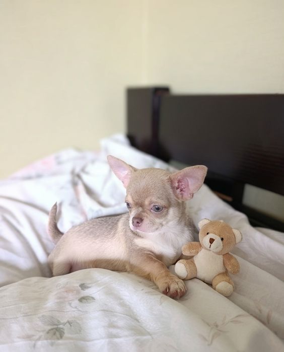 Хлопчик  радість