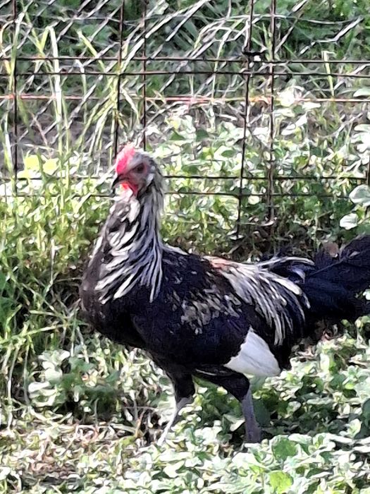 Fenix jovens para venda